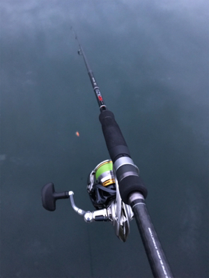 今年初イカ、人生初コウイカ