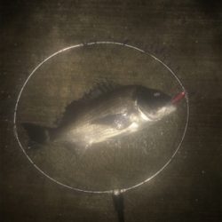 チヌ記録更新！シーバス最小サイズ更新！