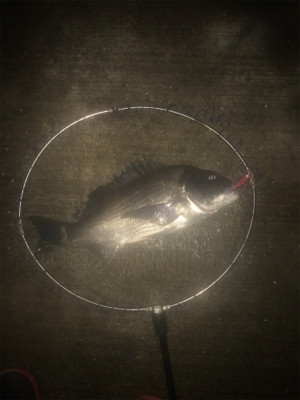 チヌ記録更新！シーバス最小サイズ更新！