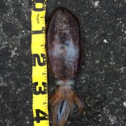 2018年初エギング