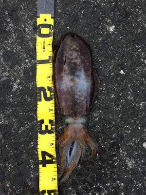 2018年初エギング