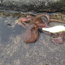 堤防からのタコ釣り