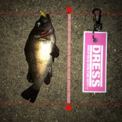 雨上がりのメバリング