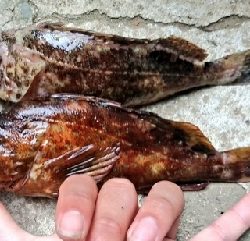 GW〆のテトラ釣行