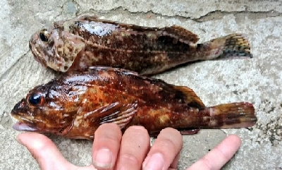 GW〆のテトラ釣行