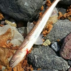 イトヨリダイ！