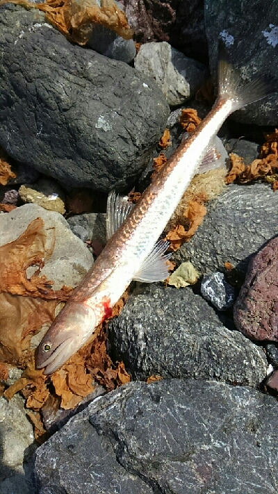 イトヨリダイ！