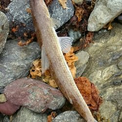 ショアジギング！