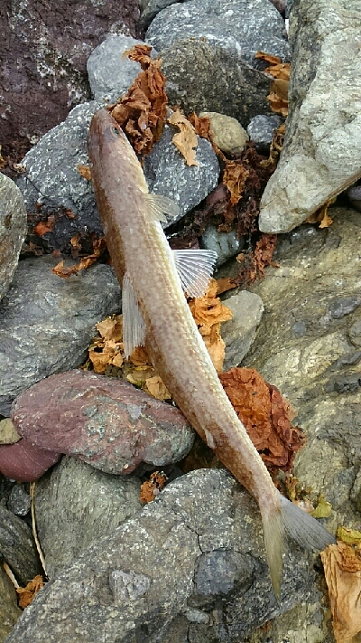 ショアジギング！