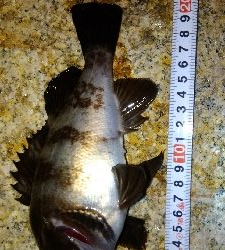 メバリングガシリング