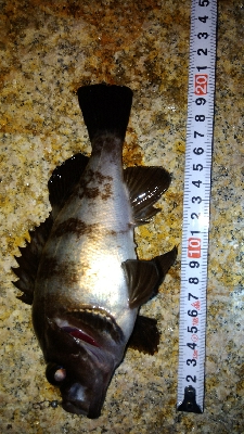 メバリングガシリング