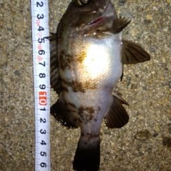 ガシラばっかり