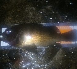 まだメバルポンポン