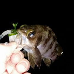 ワカメの中に潜られて