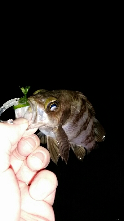 ワカメの中に潜られて