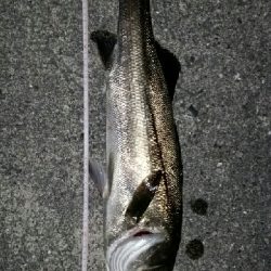 メバル狙いが……