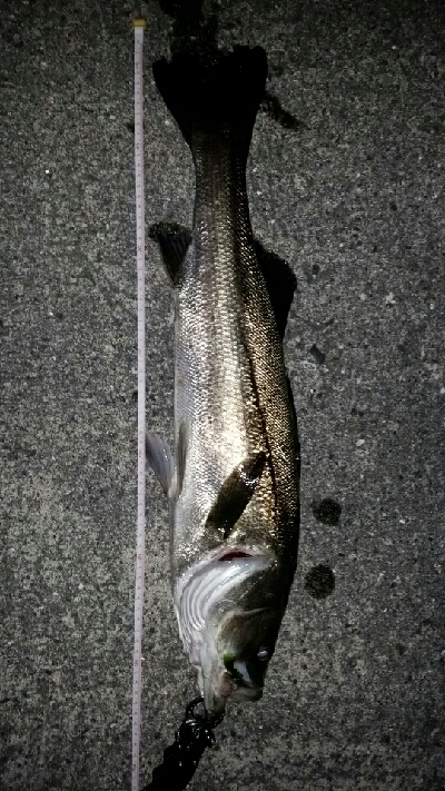 メバル狙いが……