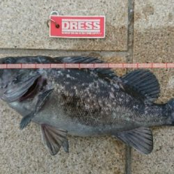 ホタルイカのぶっこみ釣り