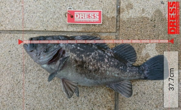 ホタルイカのぶっこみ釣り