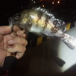 安乗メバリング遠征