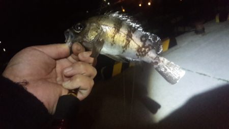 安乗メバリング遠征