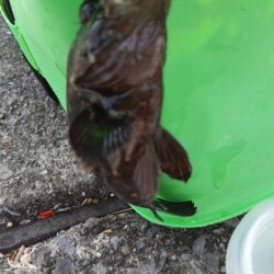 メジナが釣りたかったのですが…