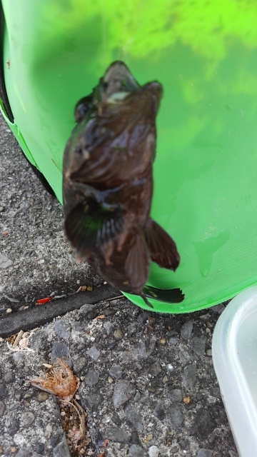 メジナが釣りたかったのですが…