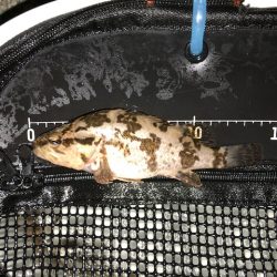 神戸ガシリング