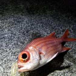 宮古島　平良港にてライトゲーム