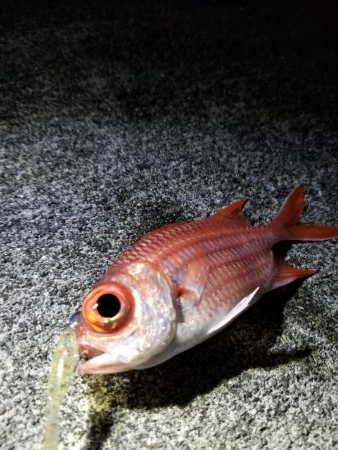 宮古島　平良港にてライトゲーム