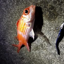 宮古島　平良港にてライトゲーム2