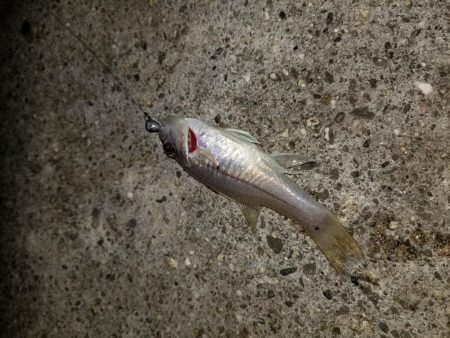 荷取川漁港　宮古島