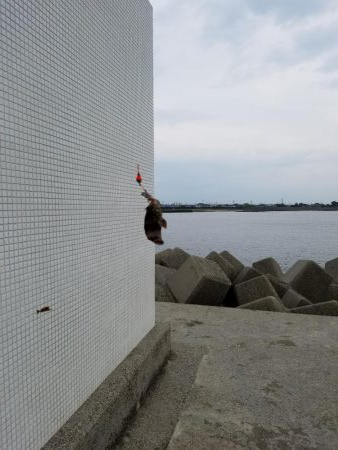 はじめてきました