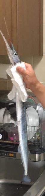 ダツ釣れました。