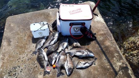 ぎょ～さん釣れた