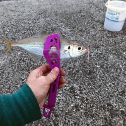 鳥取アジング(2018-2)