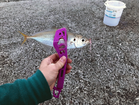 鳥取アジング(2018-2)