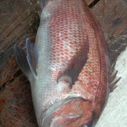 シマアジ・青物好調