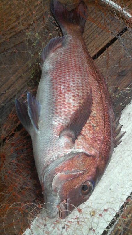 シマアジ・青物好調