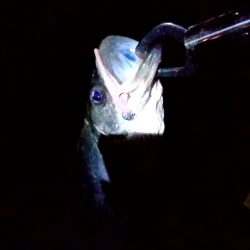 バッチリ、バチパターン