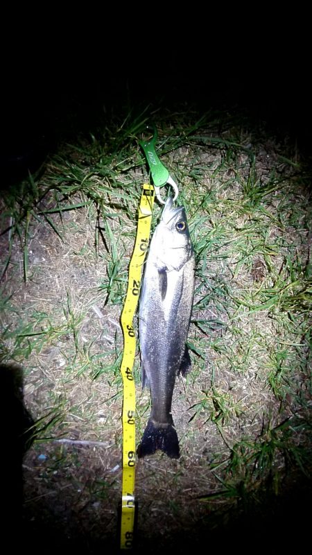 今年初めてのシーバス