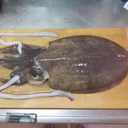 DBはさわれないけどイカは釣れる