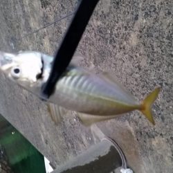 アジ釣りたーい。