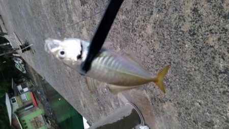 アジ釣りたーい。