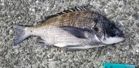 小さいけど石鯛