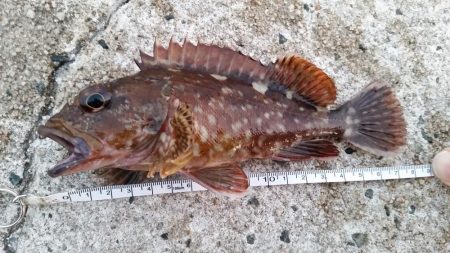 アジは釣れなかった