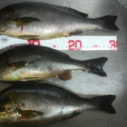 雨　時々　イサギ