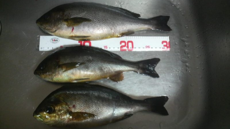 雨　時々　イサギ