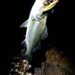 リリースサイズ