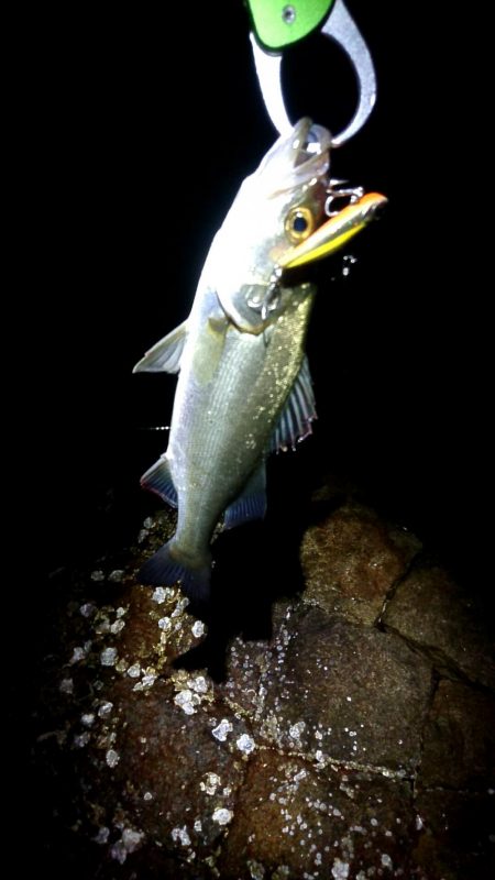 リリースサイズ